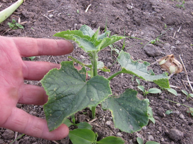 e0181260_21205773.jpg