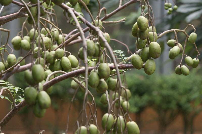 沖縄県産　タヒチモンビン　ケドンドン　タマゴノキ　約5kg 沖縄県産 タヒチモンビン ケドンドン タマゴノキ 約5kg 果物