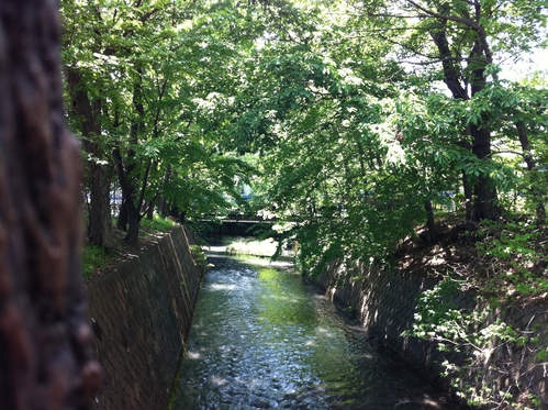 青葉まぶしい上水沿いへ♪　～玉川上水を歩いてきました！_f0230467_3105490.jpg