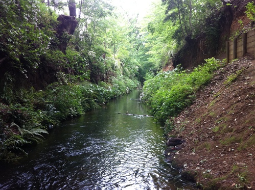 青葉まぶしい上水沿いへ♪　～玉川上水を歩いてきました！_f0230467_3132569.jpg