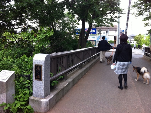 青葉まぶしい上水沿いへ♪　～玉川上水を歩いてきました！_f0230467_3175266.jpg