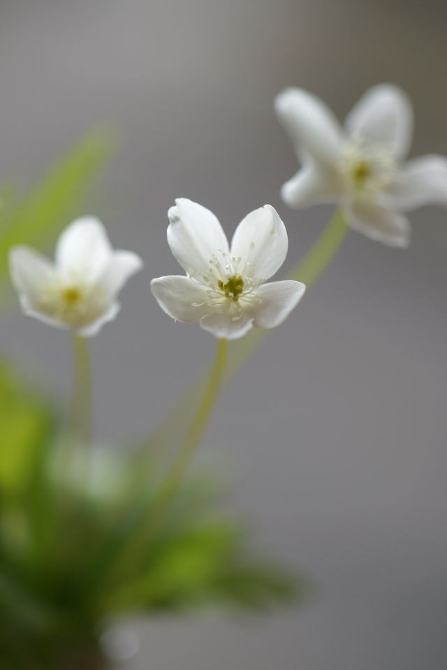 　　　　　　　二輪草（山野草）_b0223668_6473536.jpg