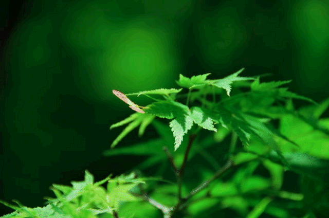 a0275782_2193011.gif