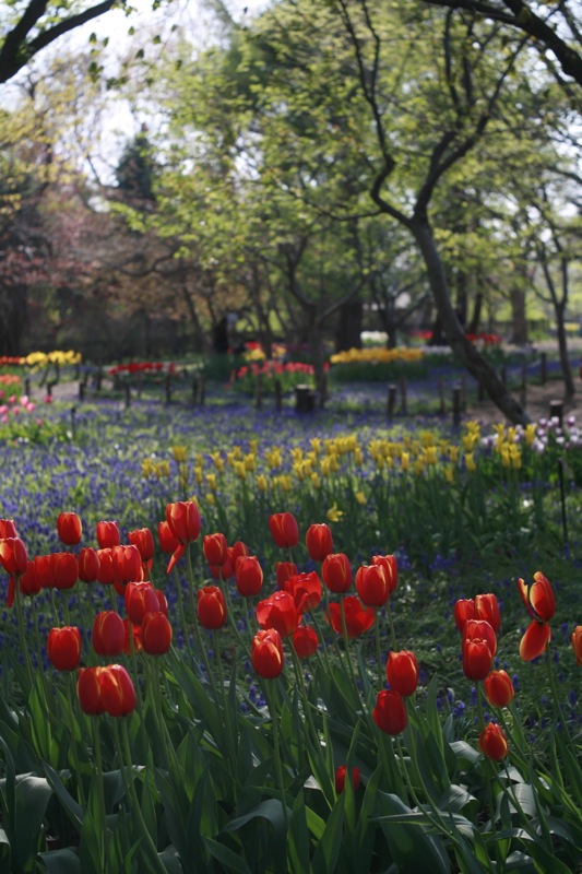 百合が原公園の花たち_f0126483_11214558.jpg