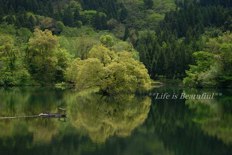 新緑の原山大池♪_c0156789_20353830.jpg