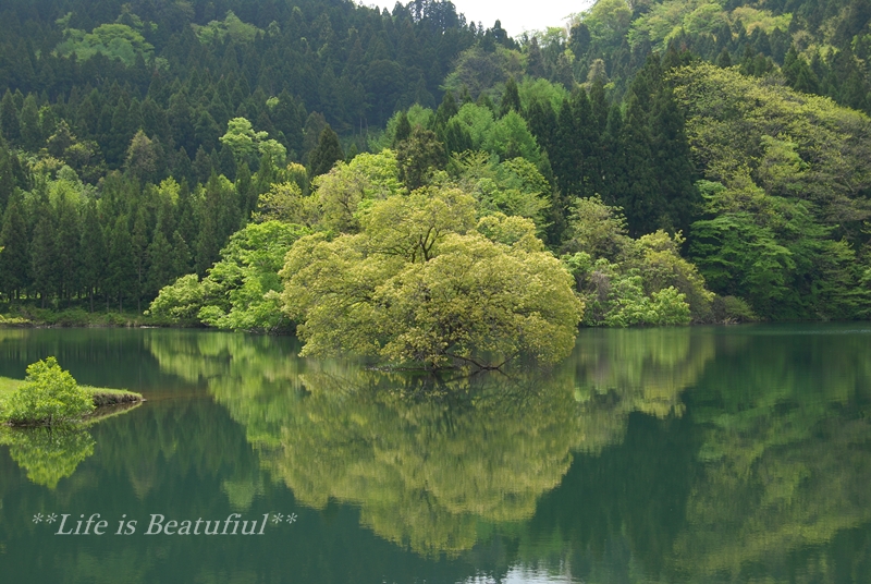 新緑の原山大池♪_c0156789_20431452.jpg