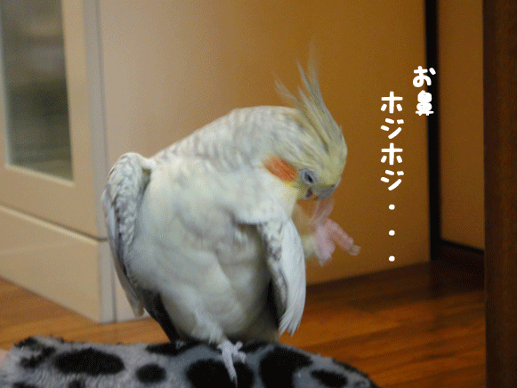 b0240299_17221415.gif