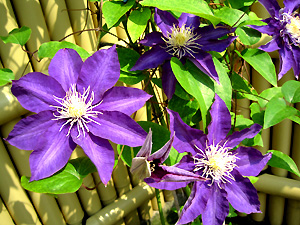 a0177205_16245068.jpg