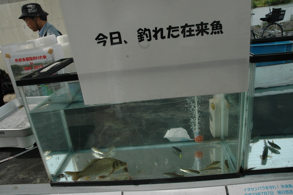 外来魚駆除釣り大会in淀川２０１２_a0263106_17172823.jpg