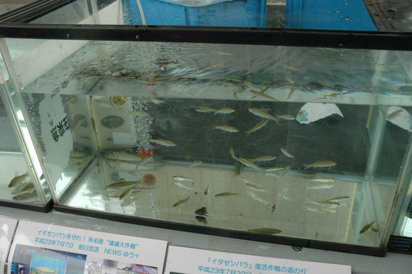 外来魚駆除釣り大会in淀川２０１２_a0263106_17213144.jpg