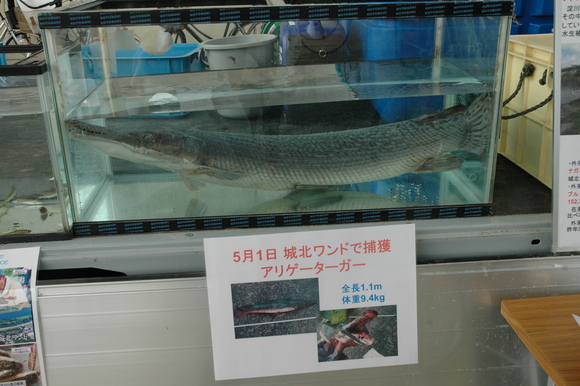 外来魚駆除釣り大会in淀川２０１２_a0263106_17251764.jpg