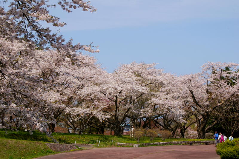 森町桜競宴_f0006309_14251042.jpg