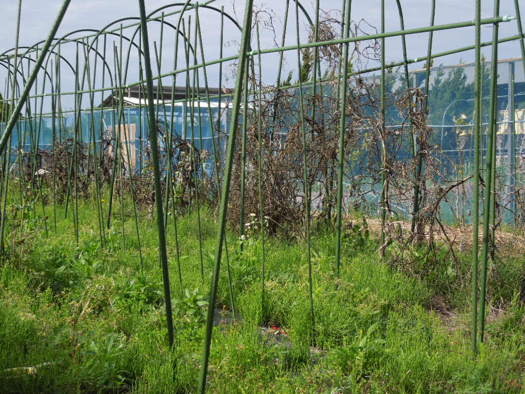「不耕起栽培 夏野菜①-2012」_a0120513_21233188.jpg