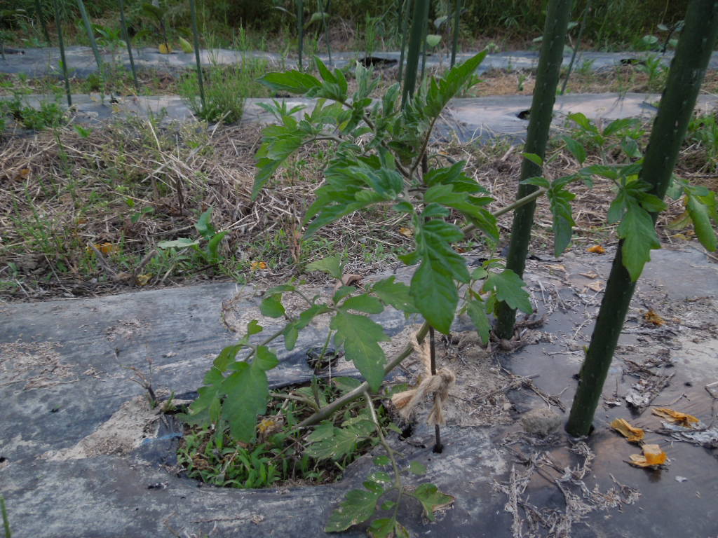 「不耕起栽培 夏野菜①-2012」_a0120513_21584013.jpg