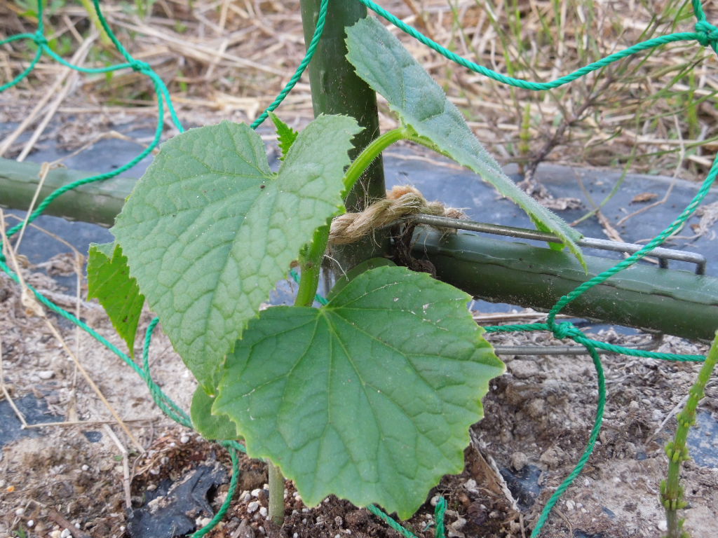 「不耕起栽培 夏野菜①-2012」_a0120513_2158567.jpg