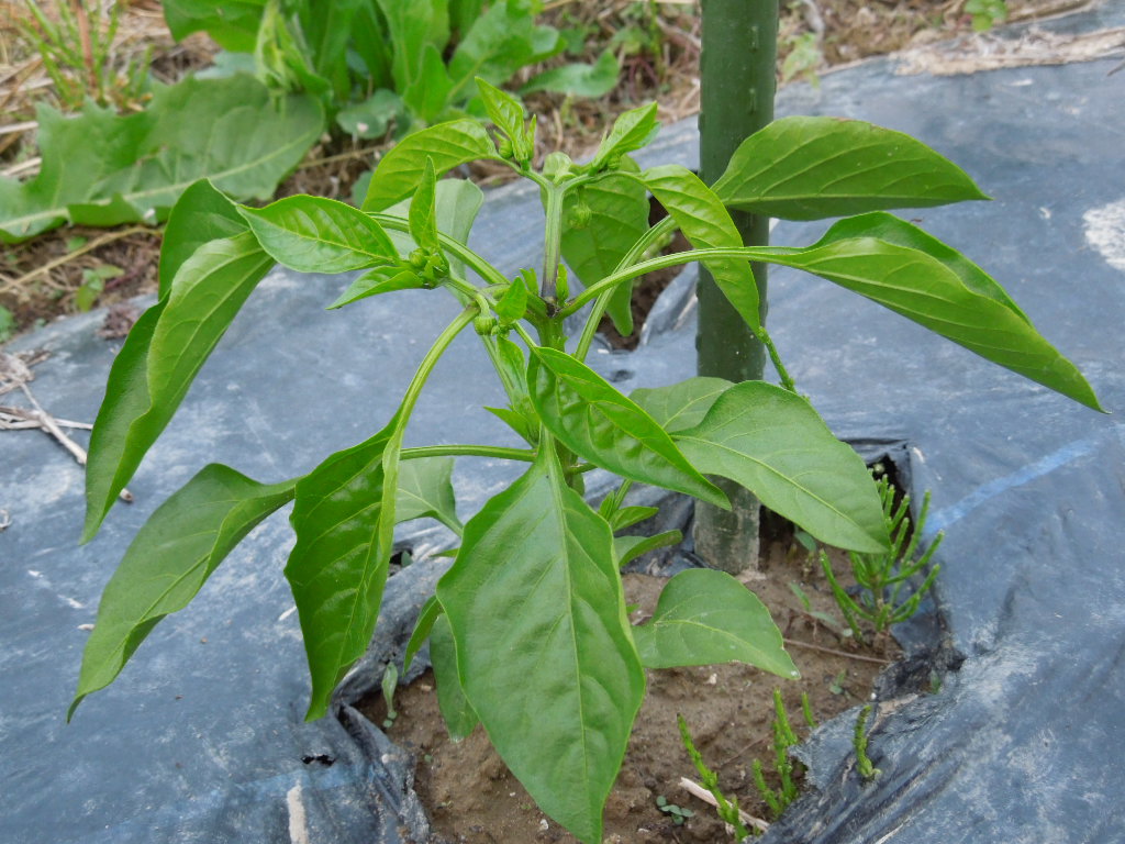 「不耕起栽培 夏野菜①-2012」_a0120513_220326.jpg