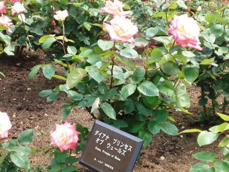 2012　港の見える丘公園のバラ_e0117613_12321272.jpg