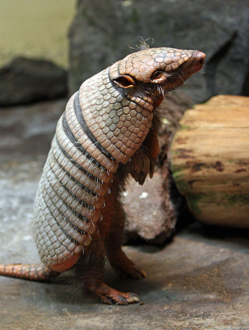 アルマジロ立つ : 動物園放浪記 アルマジロ立つ : 動物園放浪記