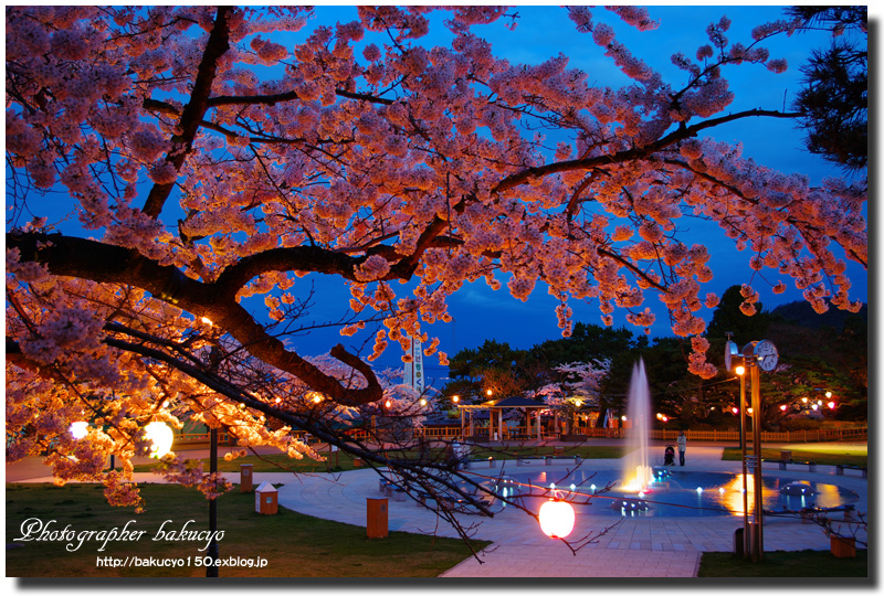 函館公園の夜桜 大仏ライフdx 北海道写真館