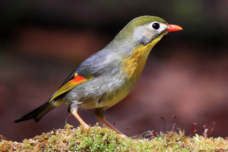 帰化鳥 ありのままに あるがままに デジタル写真 帰化鳥 ありのままに あるがままに デジタル写真