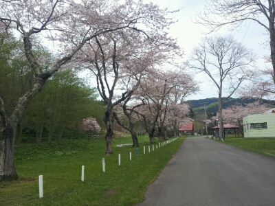実は凄い長万部の桜。_d0164343_11144028.jpg