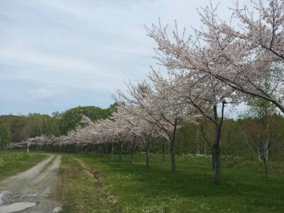 実は凄い長万部の桜。_d0164343_11153583.jpg