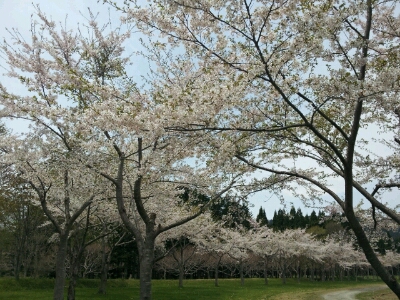 実は凄い長万部の桜。_d0164343_11163131.jpg