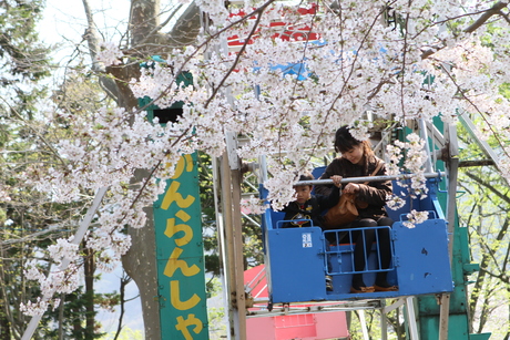 桜景 2012_d0179447_001932.jpg