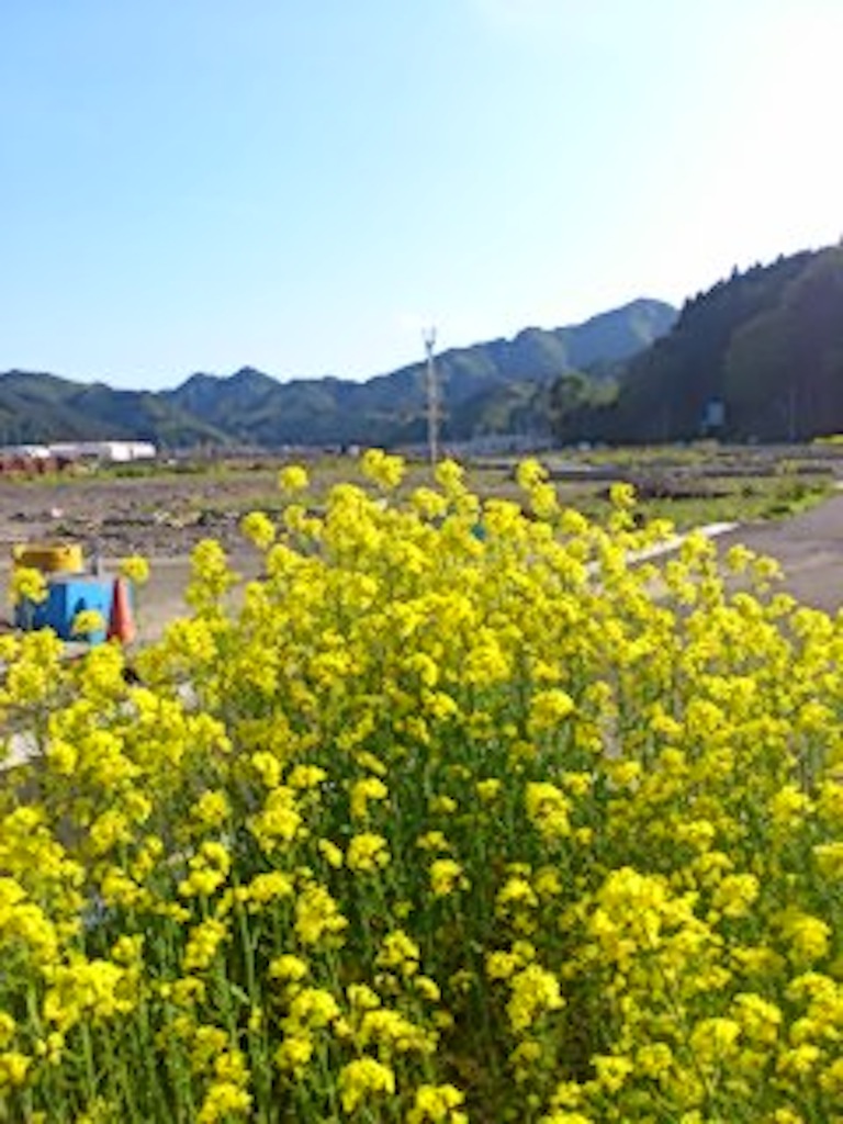 海沿い便り…その５「菜の花の街」_a0103650_21494494.jpg