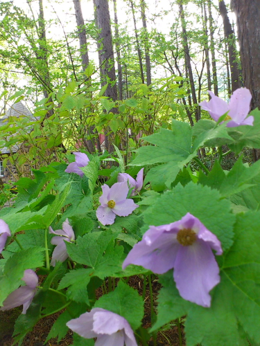 やすらぎの森_b0147051_1682375.jpg