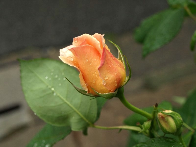 薔薇の蕾 ガジャのねーさんの 空をみあげて Hazle Cucu 薔薇の蕾 ガジャのねーさんの 空をみあげて Hazle Cucu
