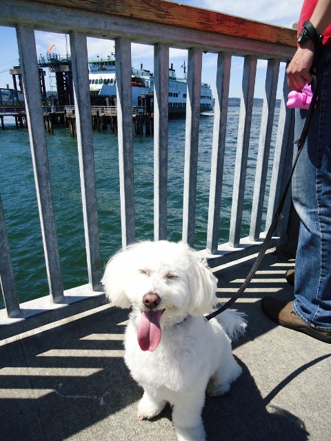 ウィッビー島までのフェリーを見守る小さな灯台。　-Mukilteo Lighthouse Park_d0172957_2555273.jpg