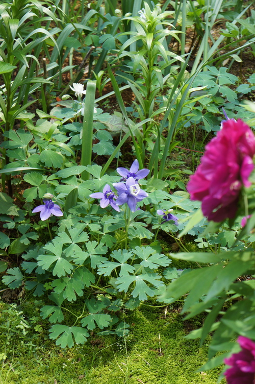 中庭の牡丹 2012_b0151262_2339341.jpg