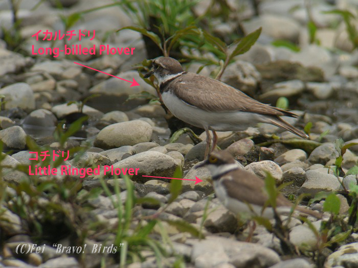 イカルチドリとコチドリ　Long-billed Plover and Little Ringed Plover_b0069564_1475742.jpg