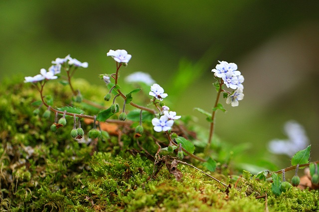 924-20120517 愛媛県で出会った花_d0128465_9121589.jpg