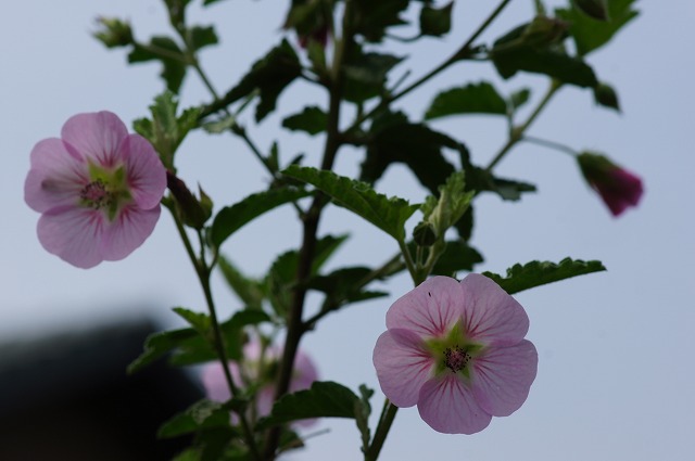 夏野菜やっと植えました！_e0181373_21422525.jpg