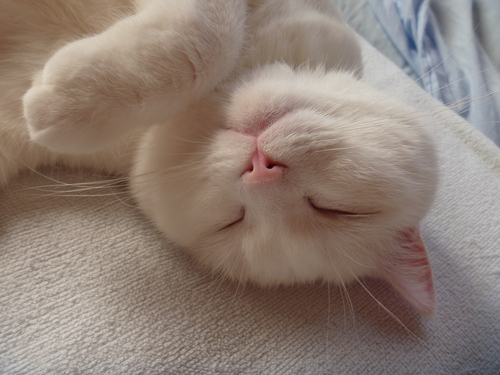 白猫ちゃんの寝顔のアップ Watch Life