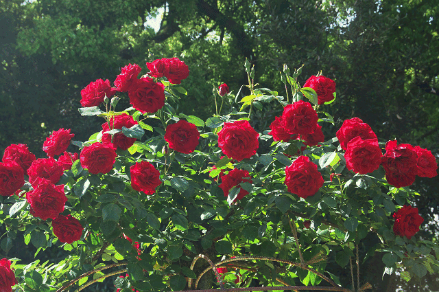 a0275782_15532130.gif
