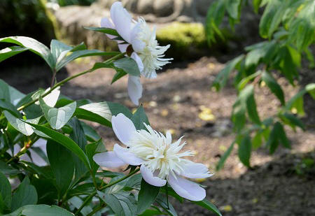 石光寺のアメリカ芍薬　２_c0229483_2303184.jpg