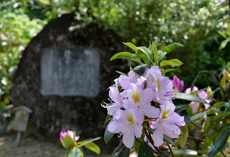 石光寺のアメリカ芍薬　２_c0229483_23121470.jpg