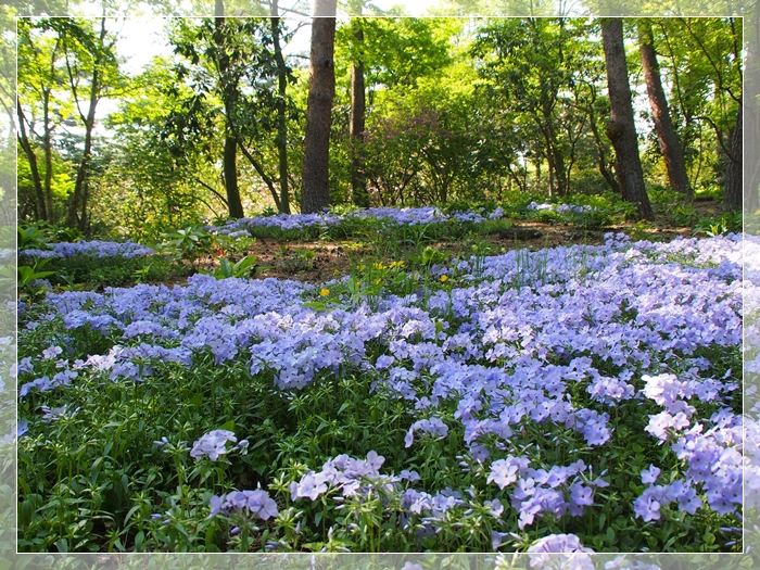 オシダ・グリーン　赤城自然園2012_e0027083_20403345.jpg