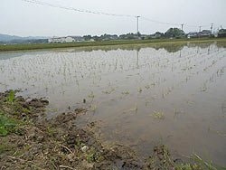 5月17日の田んぼ(上目黒小・枝野小)_d0247484_13182132.jpg