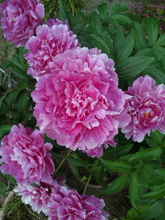 a0131886_16445623.jpg