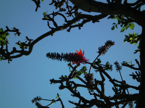 デイゴ並木に朱赤の花が咲いた！_e0028387_20252690.jpg