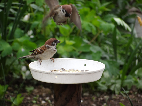 スズメの餌台のカラス対策1　 (追記あり）_a0136293_15371224.jpg