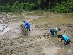 草木谷の田植えのお知らせ_a0265401_14381091.jpg