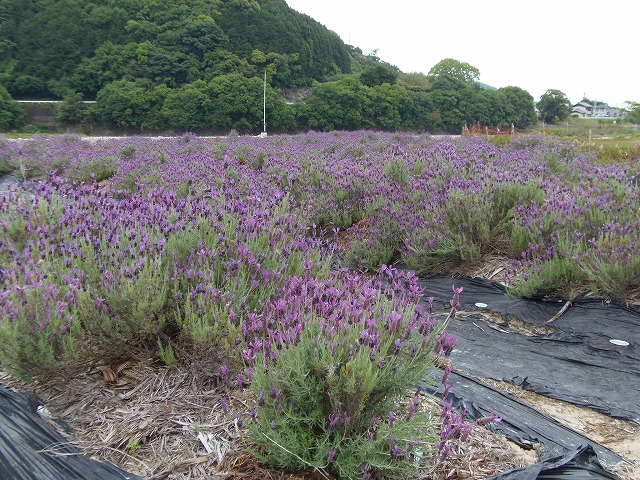 c0125501_10442279.jpg
