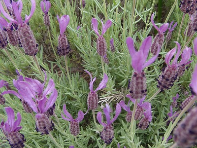 c0125501_10443744.jpg
