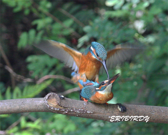 カワセミ 5羽 2012年5月16日_e0276114_2017317.jpg