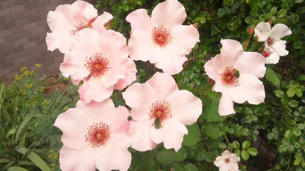 Ayura*Rose6周年*_d0085018_0143364.jpg